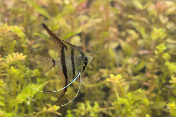 Pterophyllum scalare