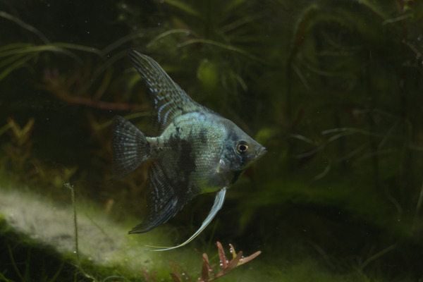 Pterophyllum scalare