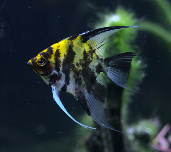 Pterophyllum scalare