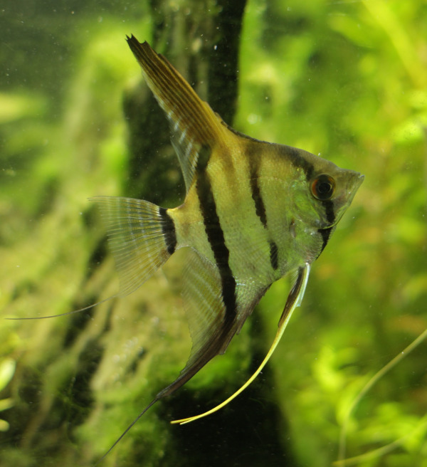 Pterophyllum scalare