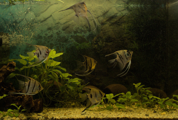 Pterophyllum scalare